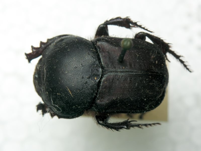 Onitis damoetas